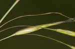 Field brome